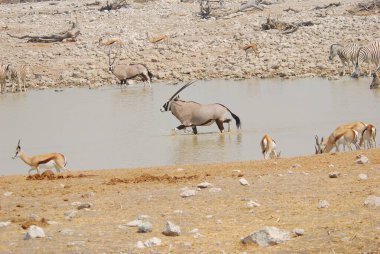 Gölde bir lezzet sürüsü. Afrika savanası. Vahşi yaşam.