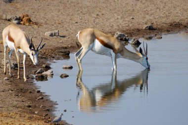 beyaz kuyruklu ceylan (equus chelli) etosha, namibya, afrikanın doğal yaşam alanında