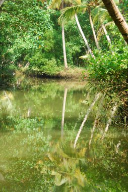 Tropikal orman ve nehir.