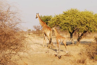 Zürafa (zürafa camelopardalis), namibya, Afrika