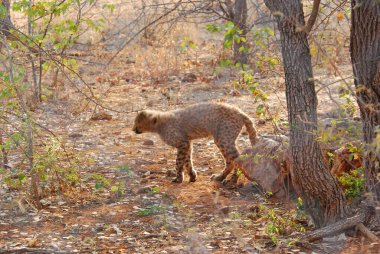 Vahşi bir leopar bozkırda