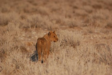 Doğadaki vahşi hayvan, bitki örtüsü.