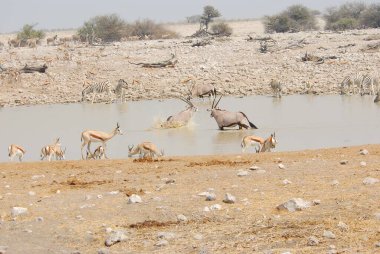 Sudaki bir grup vahşi hayvan.