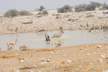 Sudaki bir grup vahşi hayvan
