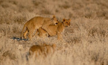 Etoşa Ulusal Parkı, Namibya 'da kırmızı aslanlar (panthera leo)