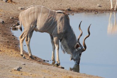 Bir dişinin delikte su içtiği güzel bir kare.
