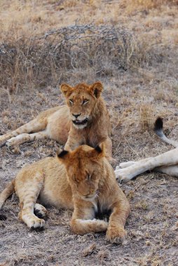 Namibya 'da çimlerde aslan yavrusu