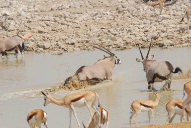 Sudaki bir hayvan sürüsü.