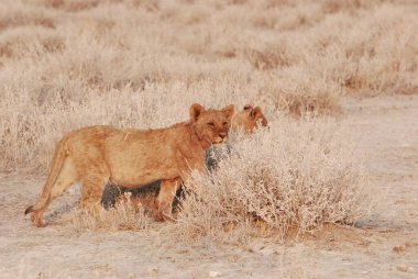 Aslan yavrusu, panthera leo