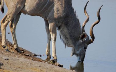 Etoşa Ulusal Parkı, Namibya 'da bir erkek ceylan (Waterelle içme suyu). Afrika