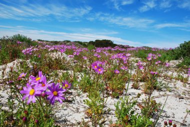 Bahçedeki güzel çiçekler