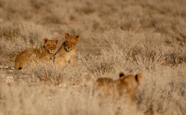 Etoşa Ulusal Parkı, Namibya 'da bir grup genç aslan.