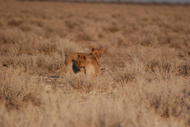 Afrika 'daki Kenya savanındaki aslan.