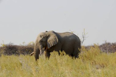 Kenya, Afrika 'daki ulusal parktaki büyük fil.