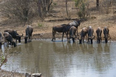 Bir grup Afrika bufalosu.