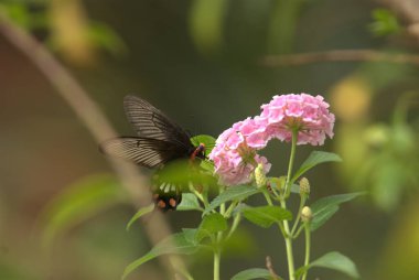 Yeşil yapraklı kelebek