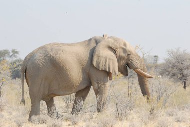 Afrika fili, Loxodonta afrika, etosha, namibya