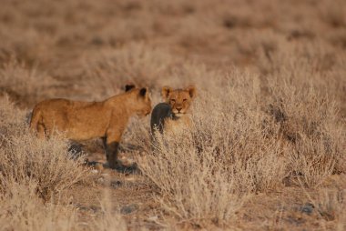 Kenya bozkırında vahşi bir aslan