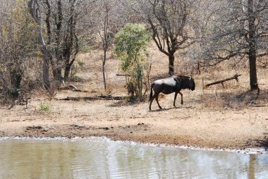 Kenya 'nın Afrika bozkırlarında bir fil sürüsü.