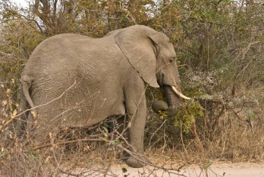 Afrika fili Kruger Ulusal Parkı, Güney Afrika