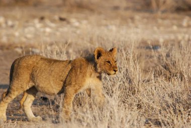 Vahşi Afrika aslanı, panthera leo, yetişkin dişi kuru çölde yürüyor.