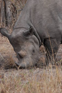 Kruger parkında beyaz gergedan