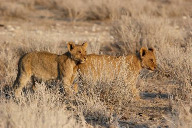 Aslan (panthera leo), etosha milli parkı, namibya
