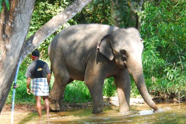 Sri Lanka ormanında Asya fili