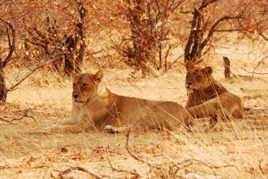 Aslan Yaban Hayatı, Kruger Milli Parkı