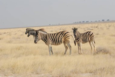 Çöldeki zebra