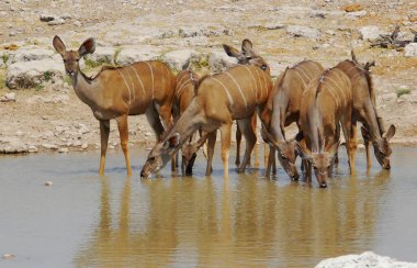 Afrika 'nın vahşi savanındaki Afrika vahşi hayvanları