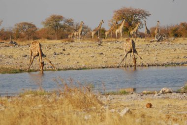 Savanadaki zürafa, Kenya