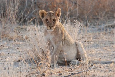 Zimbabwe savanındaki aslan.