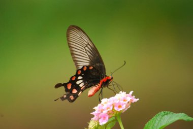 Çiçek, bitki ve hayvan üzerinde kelebek, böcek