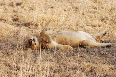 Afrika savanındaki Afrika aslanı.