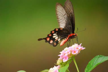 Kırmızı bir kelebeğin yakın plan fotoğrafı.