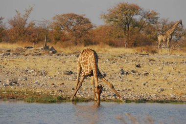 Kruger Ulusal Parkı 'nda zürafa