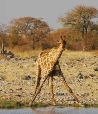 Zürafa, Afrika çalılarının deliğinden su içiyor.