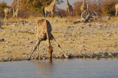 Afrika zürafası (zürafa camelopardalis) Kruger Park 'taki su kuyusunda yürüyor