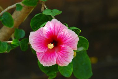 güzel pembe hibiscus çiçek