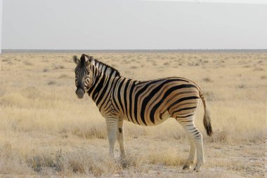 Zebra savana üzerinde