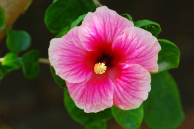 Bahçede pembe amber çiçeği