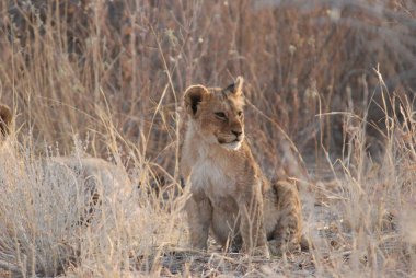 Kenya savanındaki aslan