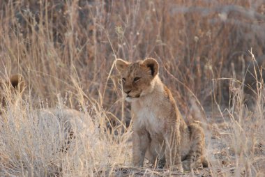 Güney Afrika 'daki Kruger Ulusal Parkı' nda aslan yavrusu.