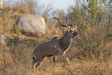 Erkek ceylan çalılığın kenarında duruyor.