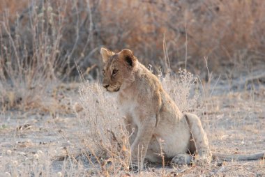 Zimbabwe savanındaki aslan.