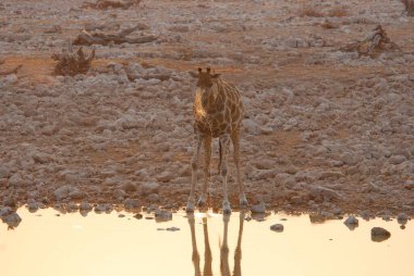 Kumda bir zürafanın yakın çekimi.