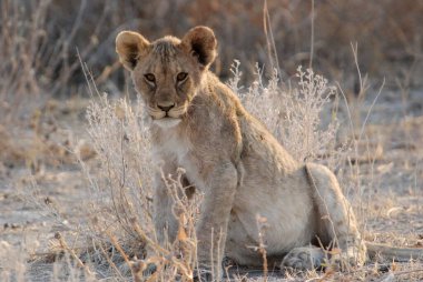 Savannah 'da aslan yavrusu