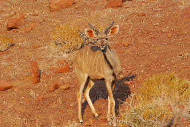 Savanadaki vahşi Afrika antilopları