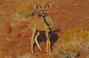 Savanada yerde yatan Afrikalı bir dişi geyiğin yakın çekimi.